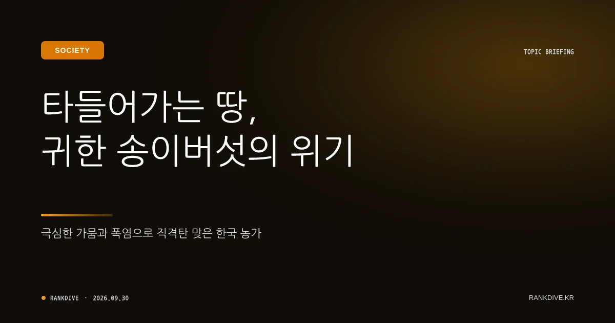 가뭄 여파로 '금값' 된 양양 송이버섯 역대 최고가 경신