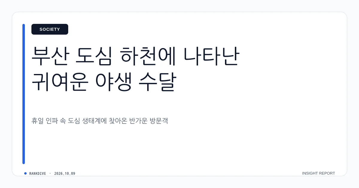 부산 온천천 도심 수달 '부캉이', 연휴 인파 속 20일 이상 체류 인기 폭발